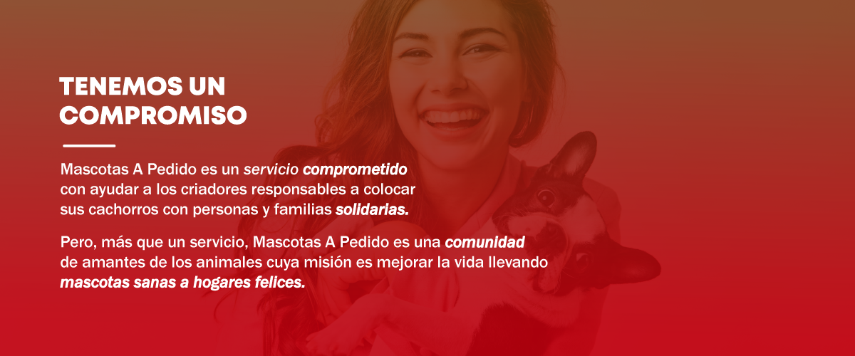 Cachorros
